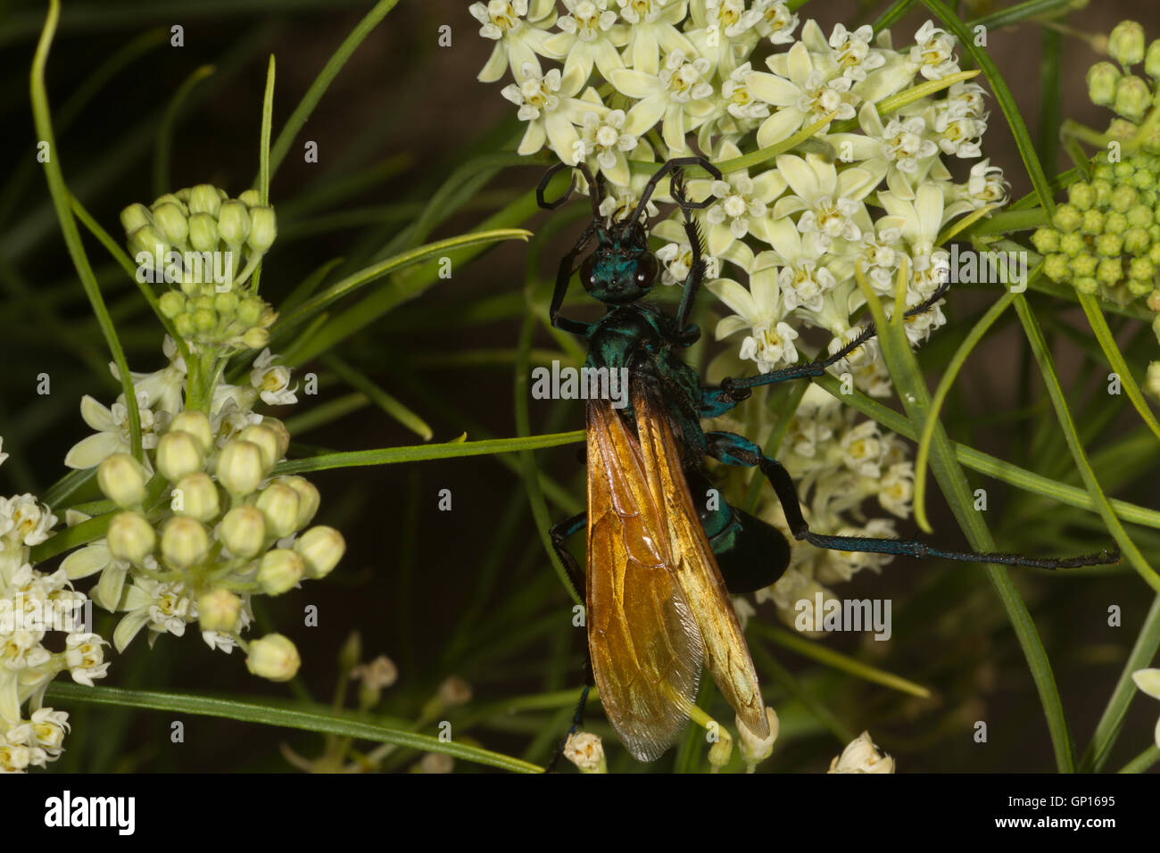 Alimentación de insectos voladores en flor. El Parque Nacional del Gran Cañón. South Rim. Arizona. Ee.Uu. Foto de stock