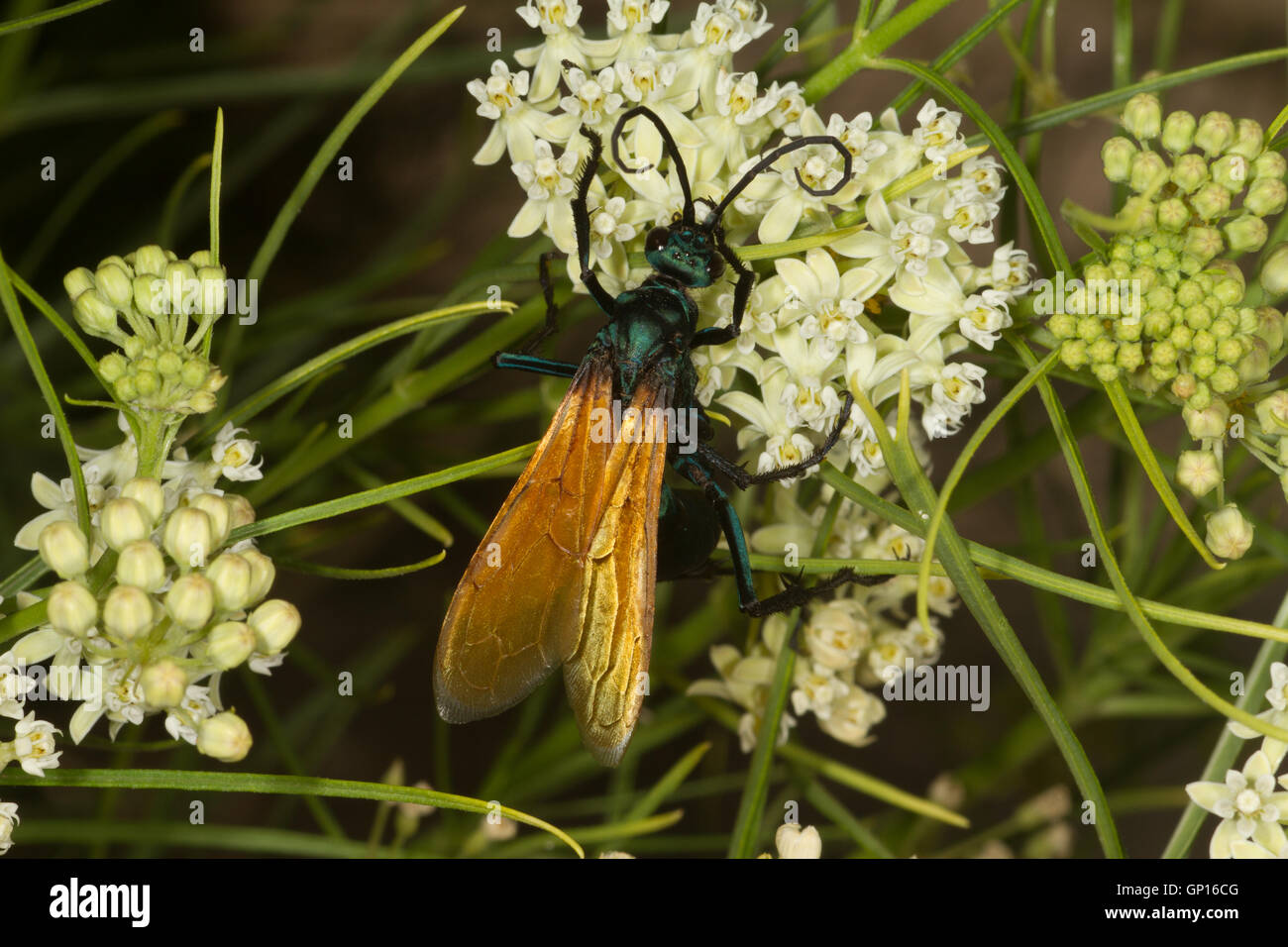 Alimentación de insectos voladores en flor. El Parque Nacional del Gran Cañón. South Rim. Arizona. Ee.Uu. Foto de stock
