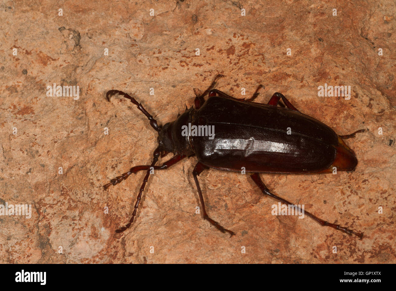 Palo Verde Escarabajo. Arizona. Ee.Uu. Foto de stock