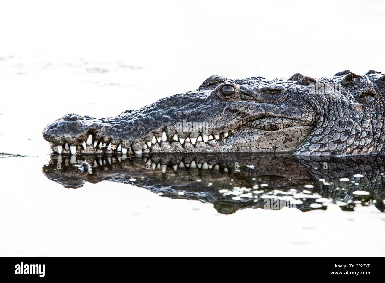 Cabeza de cocodrilo americano Crocodylus acutus, Turneffe Atoll, Caribe, Belice Foto de stock