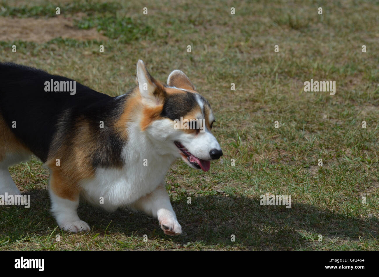 Tri-coloreado corgi perro a caminar en la hierba. Foto de stock