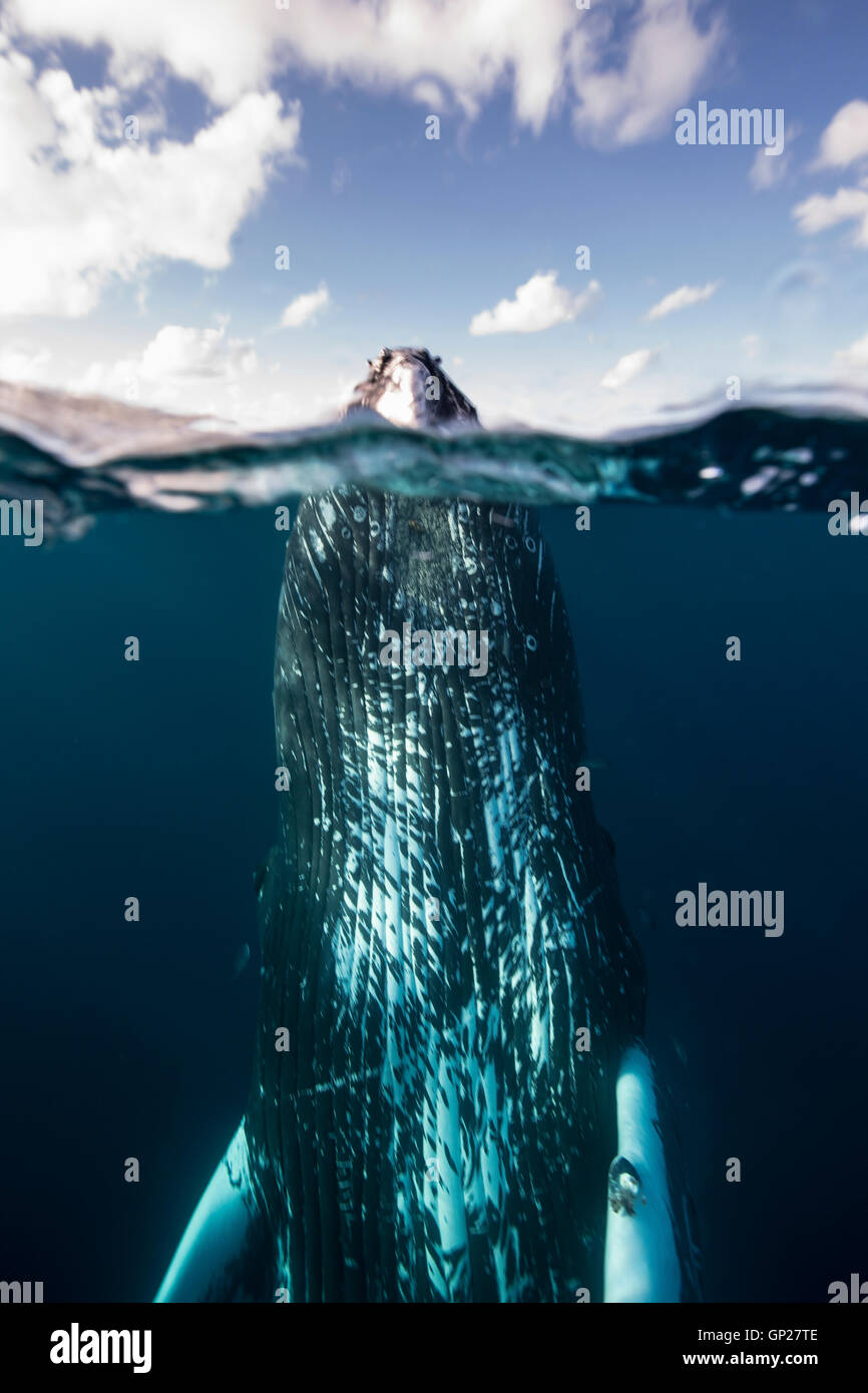 Spyhopping ballena jorobada, Megaptera novaeangliae, Banco de Plata, Océano Atlántico, República Dominicana Foto de stock