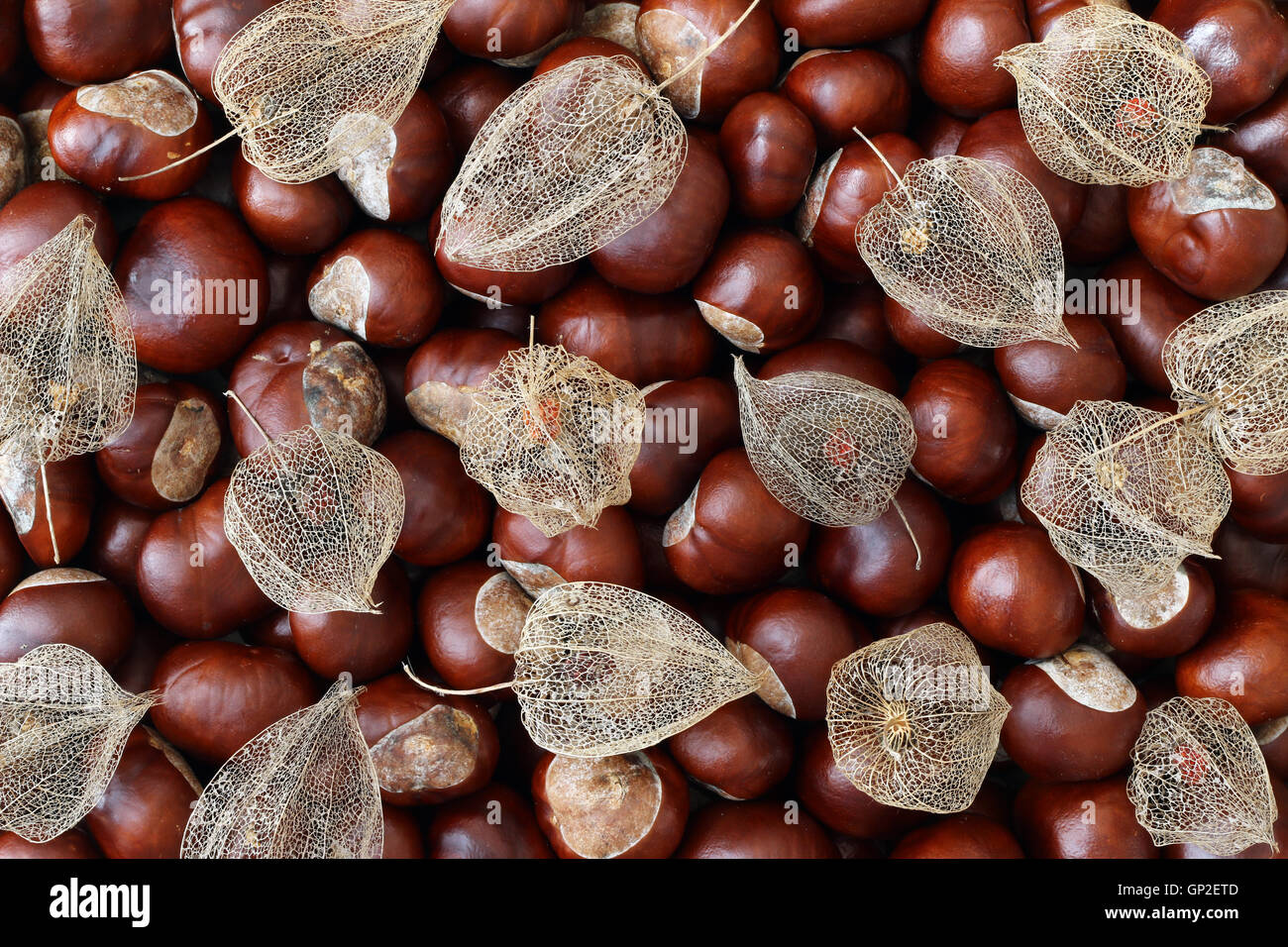 Los frutos secos de la uchuva de castañas Foto de stock