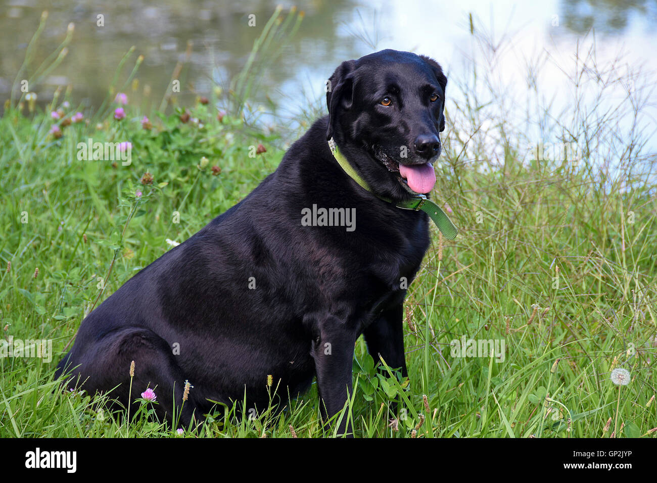 Labrador Retriever negro en malezas por estanque rural Foto de stock