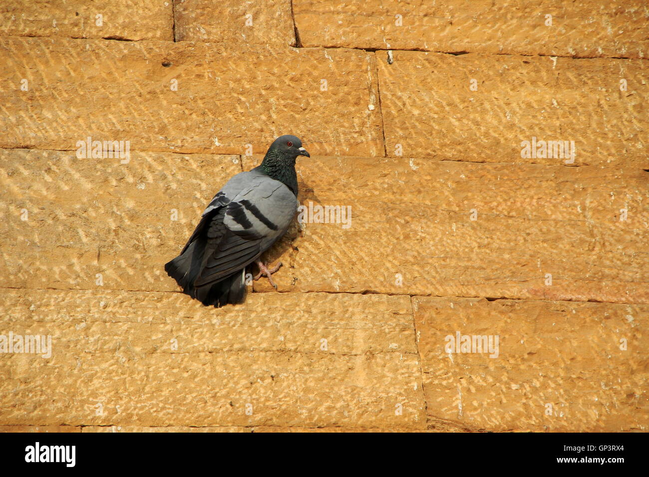 Negro y gris paloma emplumados firmemente aferrado en muro de piedra roja Foto de stock