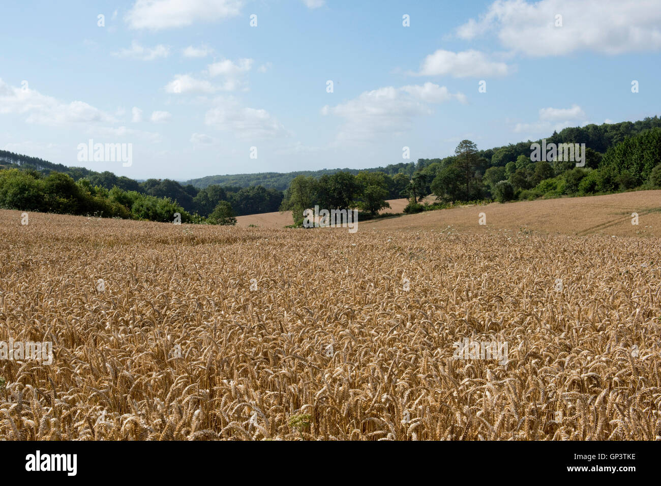 Desarrollo de un cultivo de trigo de invierno para la cosecha verano de plántulas, orejeras de oro. Berkshire, Agosto Foto de stock