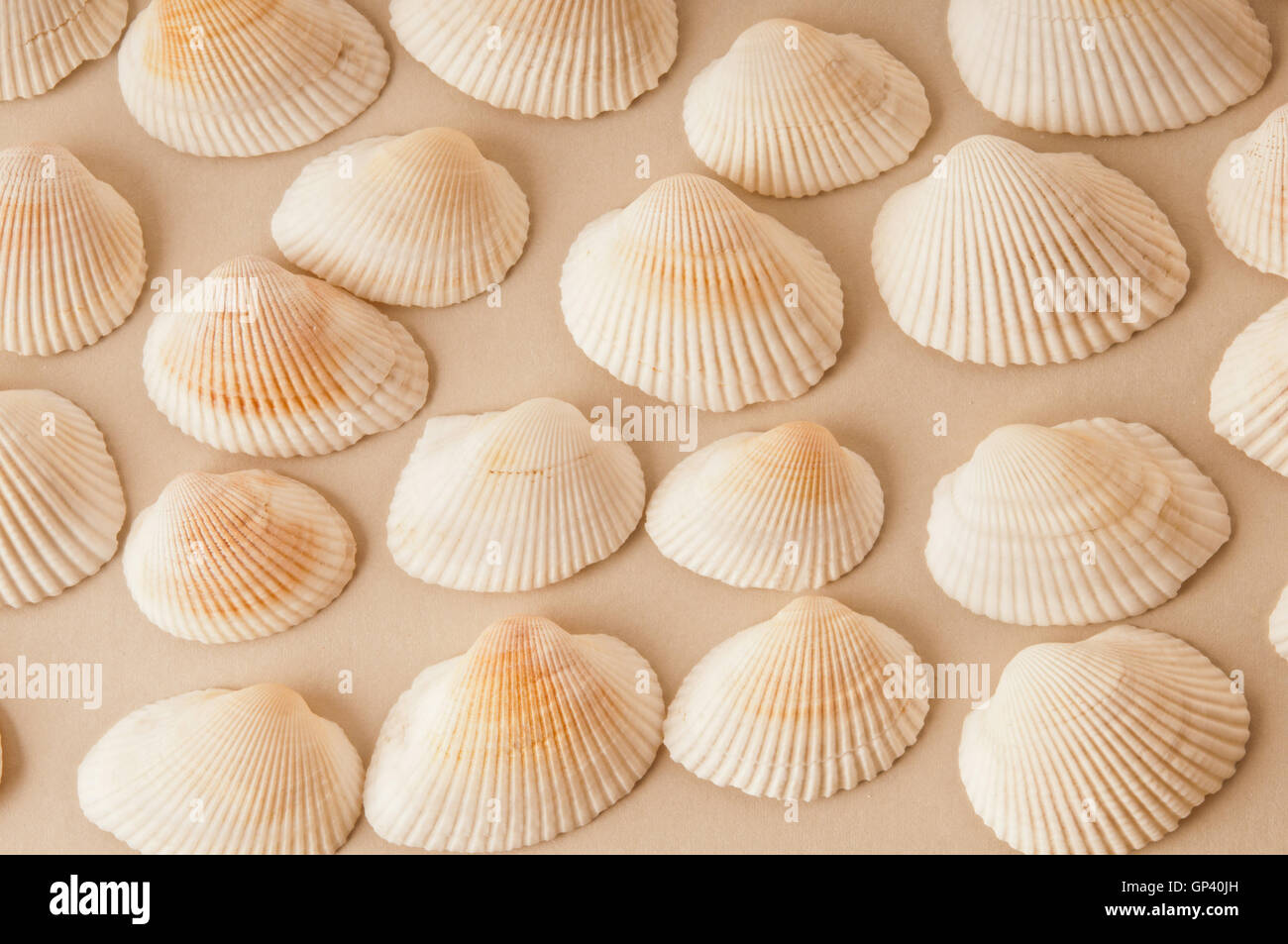 Los seashells patrón Foto de stock