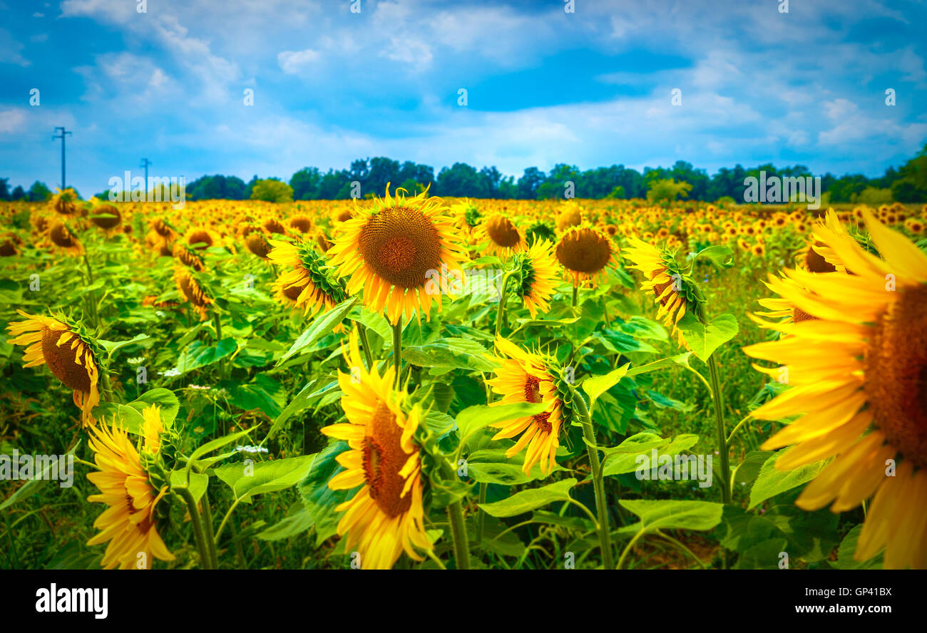 Hermoso campo de girasol, muchas grandes flores amarillas, el paisaje  agrícola, la cosecha de otoño, hermosa naturaleza Fotografía de stock -  Alamy