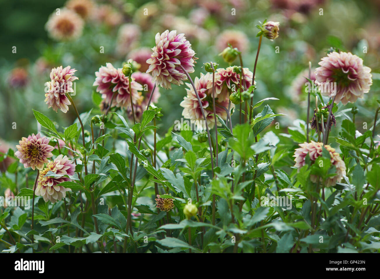 Rojo púrpura dalias con bordes de pétalos blancos cerrar Foto de stock