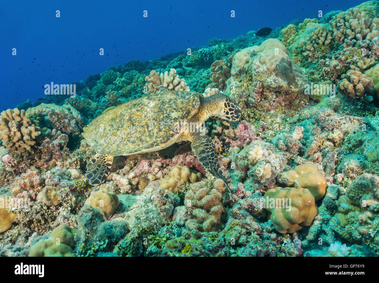 Una tortuga carey, Eretmochelys imbricata, submarino en el suelo oceánico se alimentan en un arrecife de coral, el océano Pacífico, la Polinesia Foto de stock