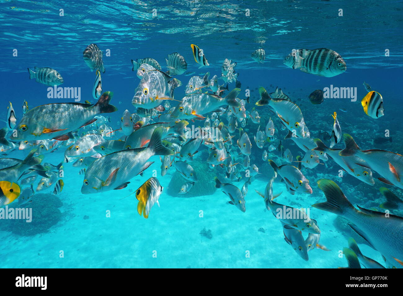 Cardumen de peces tropicales (principalmente pargo rojo jorobada) debajo del agua cerca de la superficie de agua,Rangiroa Lagoon, Océano Pacífico, la Polinesia Foto de stock