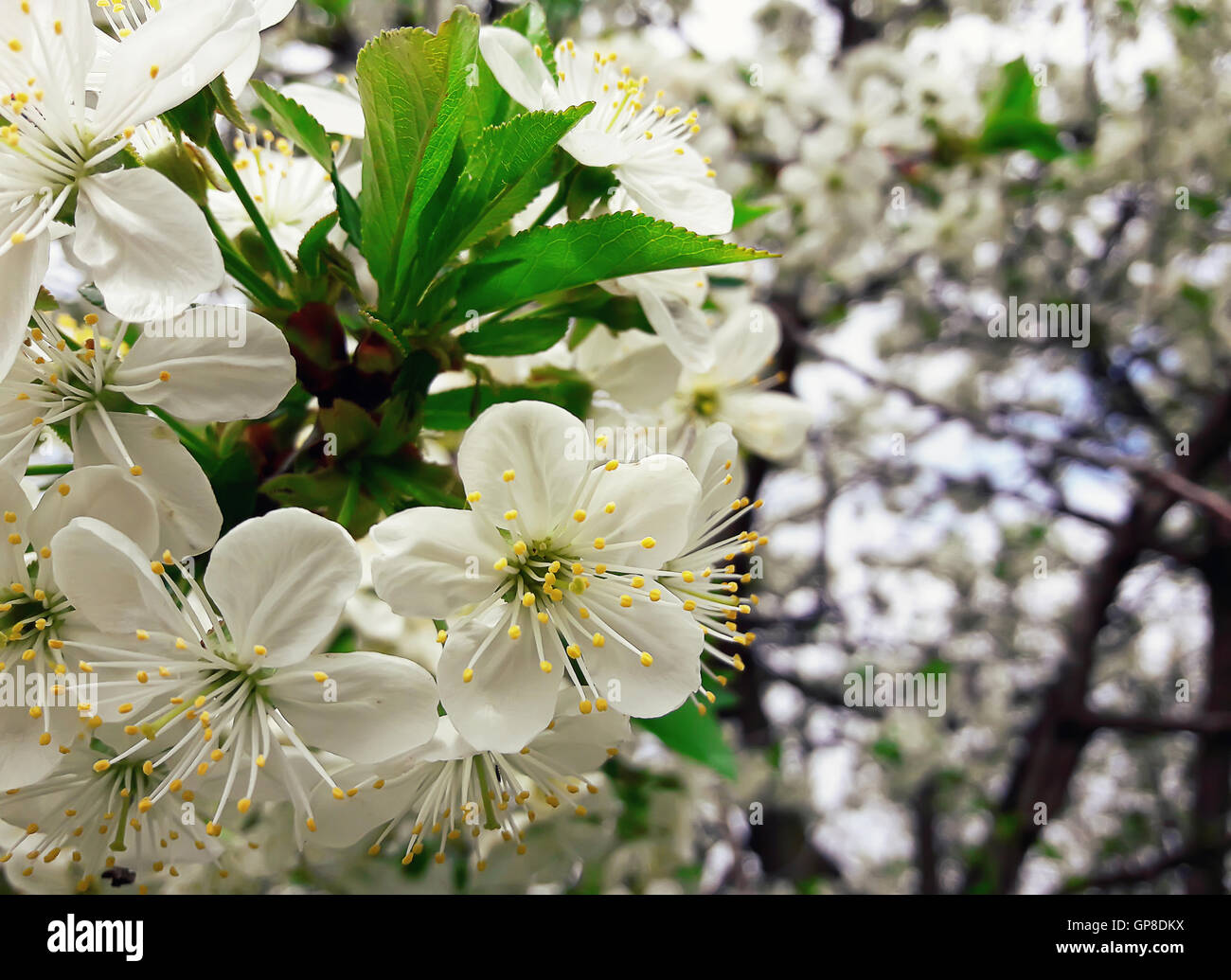 Rama de un árbol floreciente con hermosas flores blancas Foto de stock
