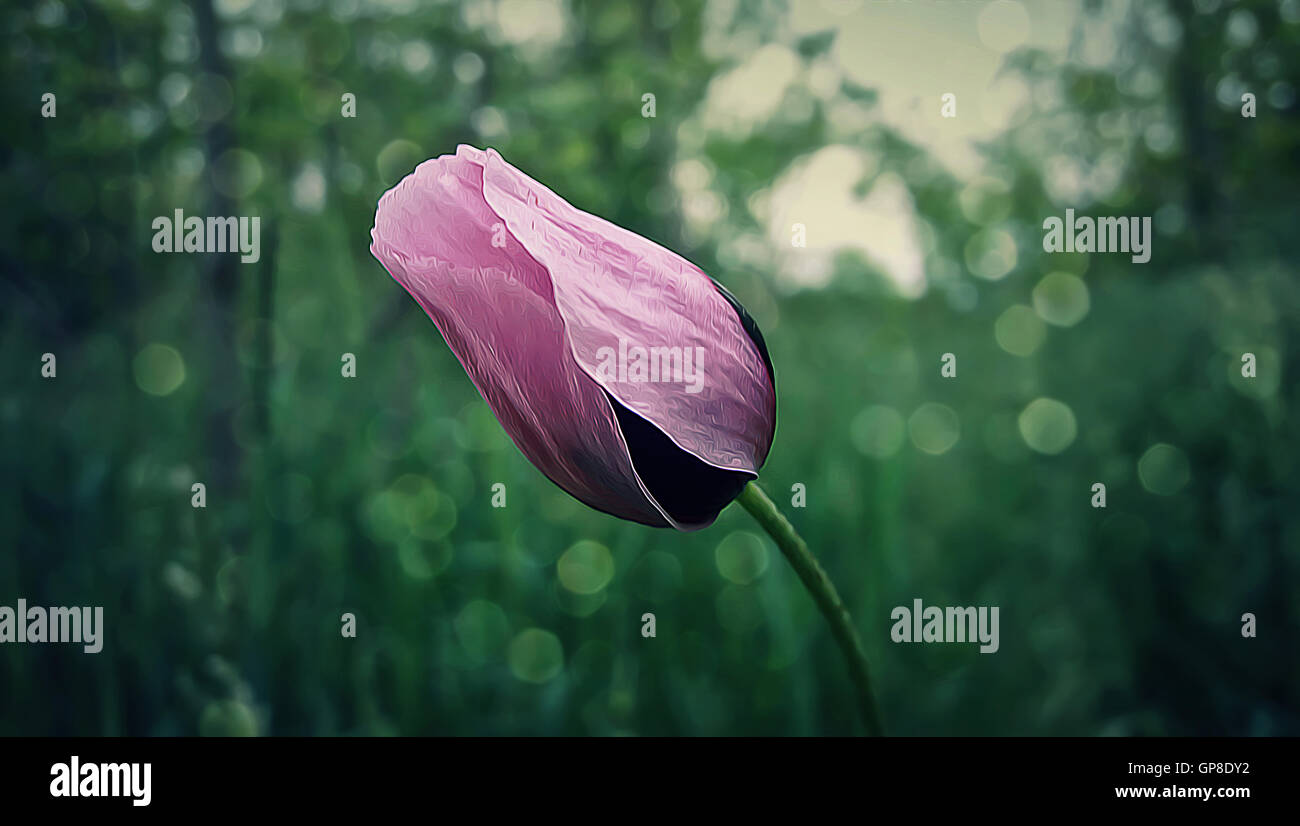 Pétalo verde fotografías e imágenes de alta resolución - Alamy