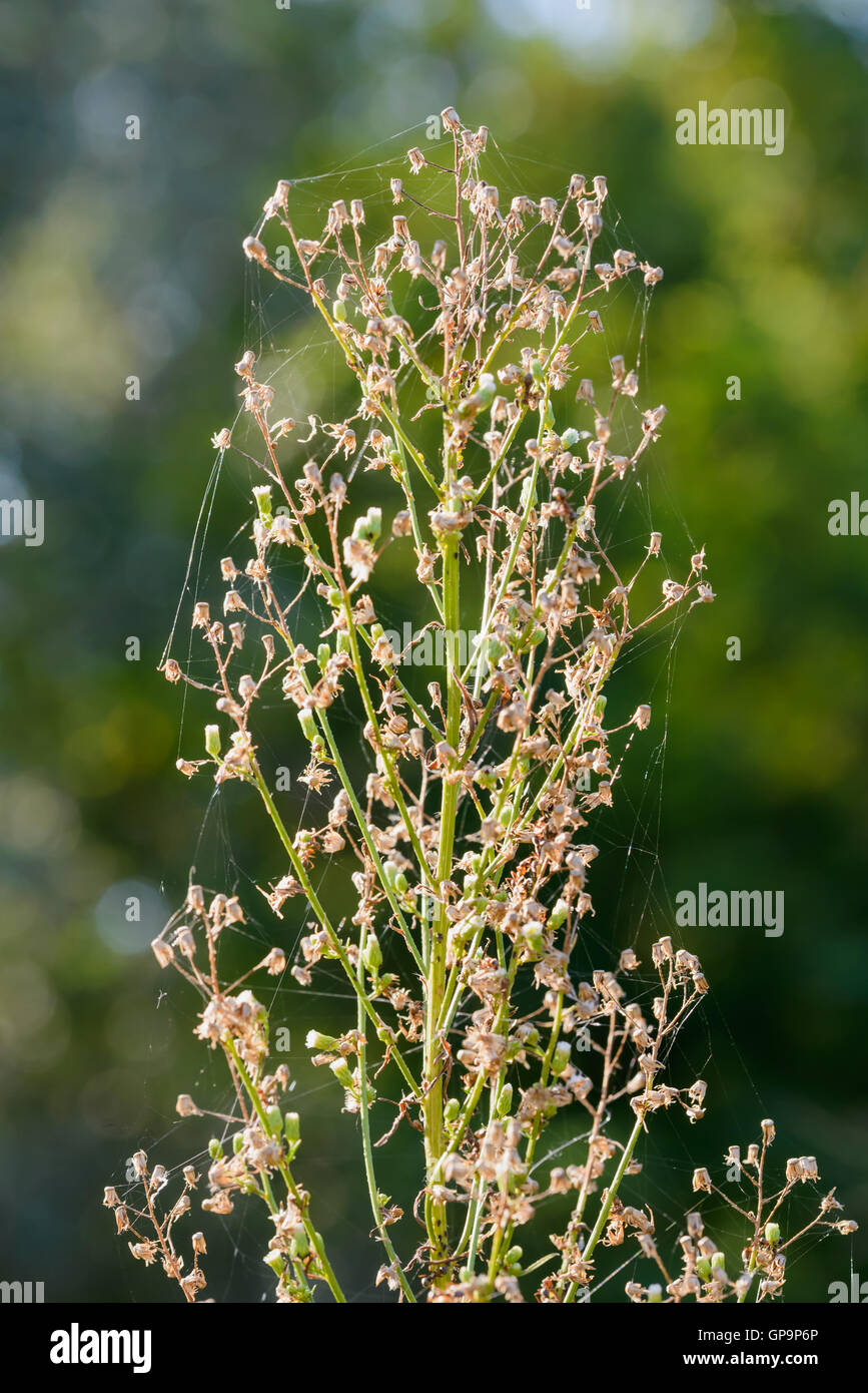 Detalle De Una Planta Tambien Llamado Erigeron Canadensis La