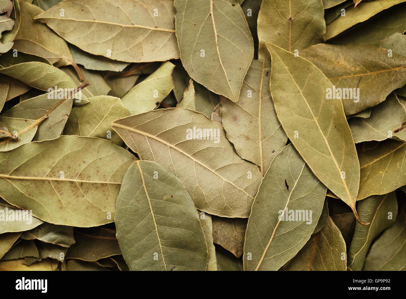 Hojas de laurel seco antecedentes Fotografía de stock Alamy