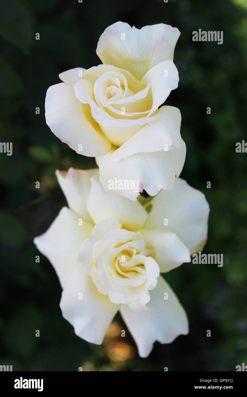 Rosas de marfil en una luz suave y verdor. Foto de stock
