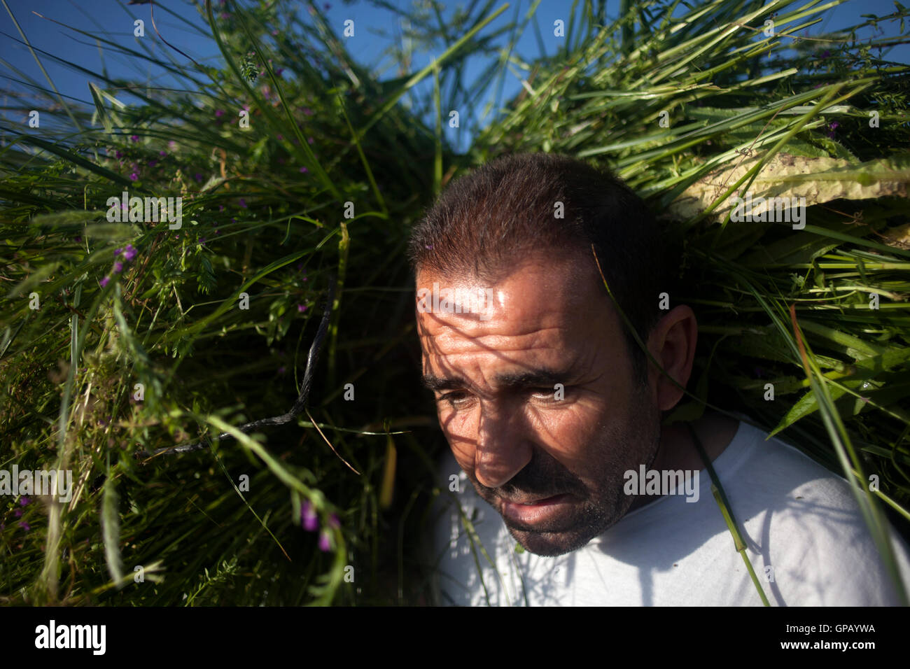 Un hombre cosechas juncia para utilizarse en Corpus Christi, fiesta religiosa en El Gastor, Sierra de Cádiz, Andalucía, España Foto de stock
