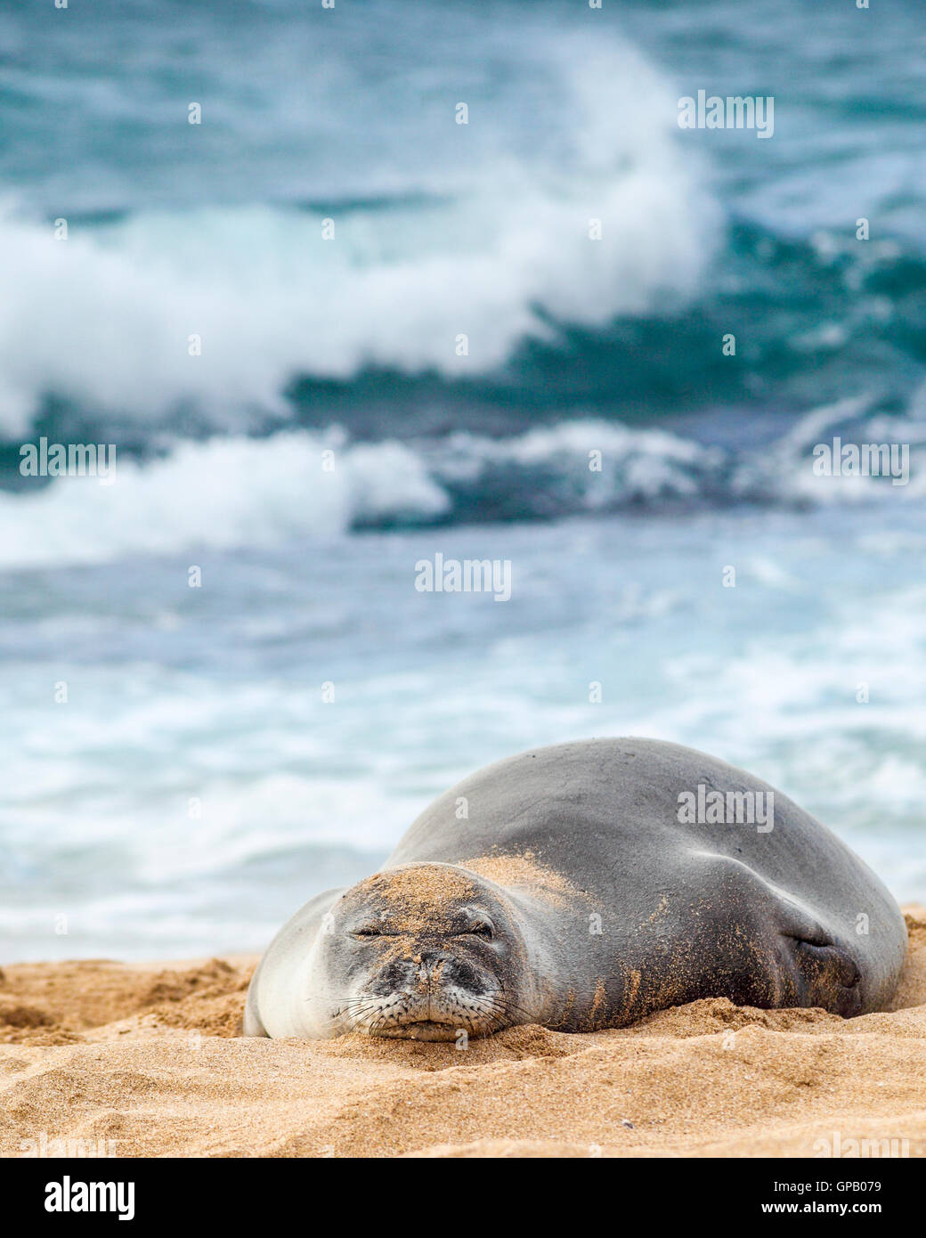 La foca monje hawaiana, descansa en Hookipa Beach en Maui Fotografía de
