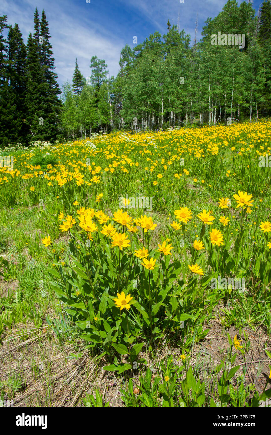 Poco Girasol (Helianthella uniflora) en Cedar Breaks National Monument, en el condado de Iron, Utah (Estados Unidos) también conocido como Onefl Foto de stock