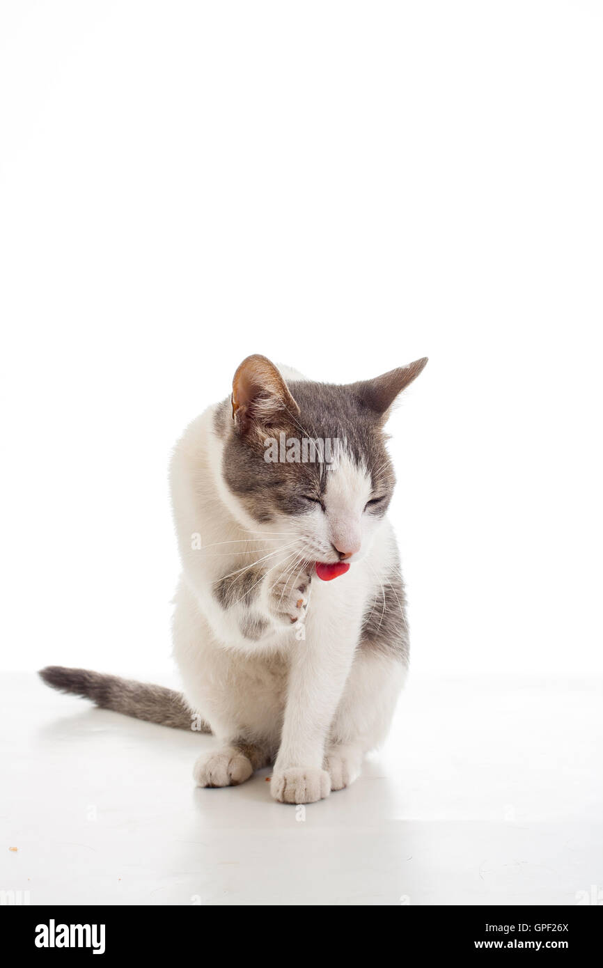Lindo gato entrenado en la pata de limpieza de fondo blanco. Él nació en el  photostudio 's Jardín y amor para estar en el reflector zapatos Fotografía  de stock - Alamy