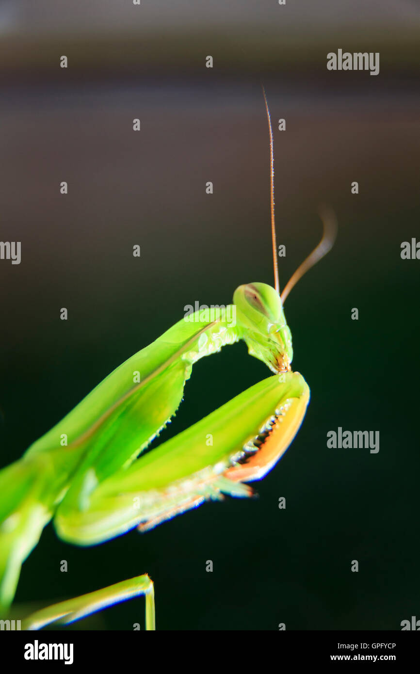 Mantis mantis religiosa cerrar Foto de stock