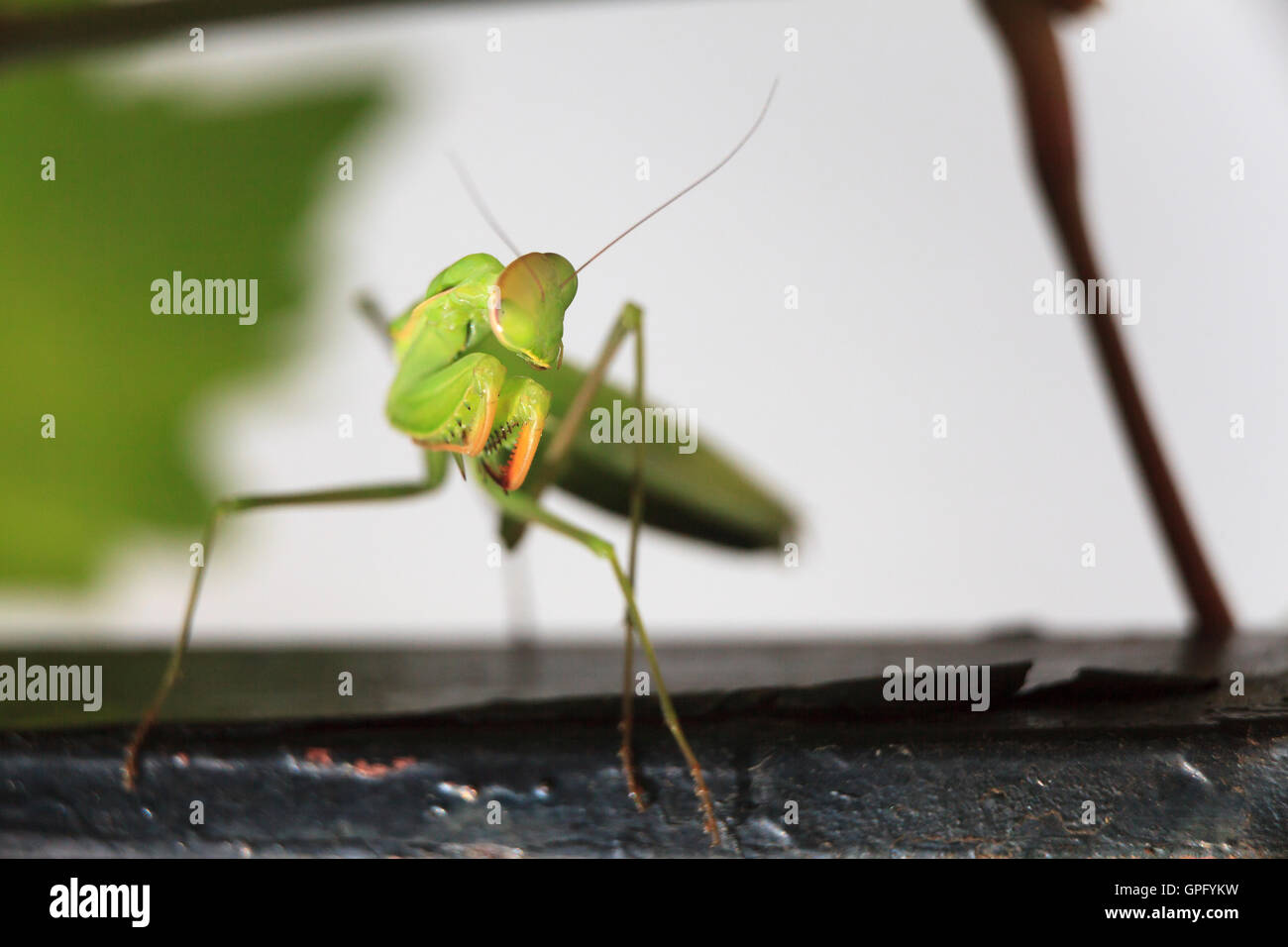 Mantis mantis religiosa cerrar Foto de stock