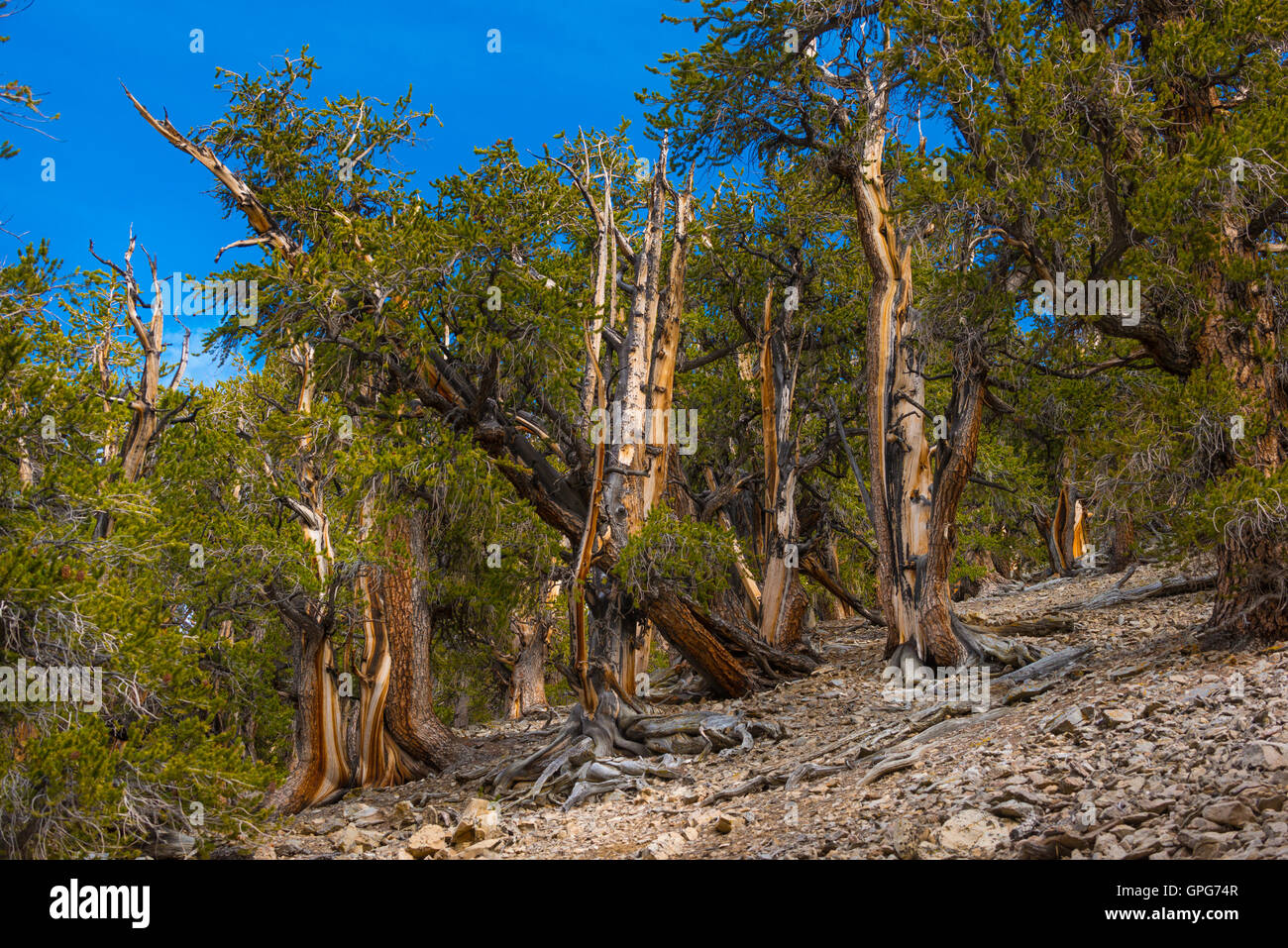 Cono de cerda Pino Bosque Nacional Inyo montañas blancas Foto de stock