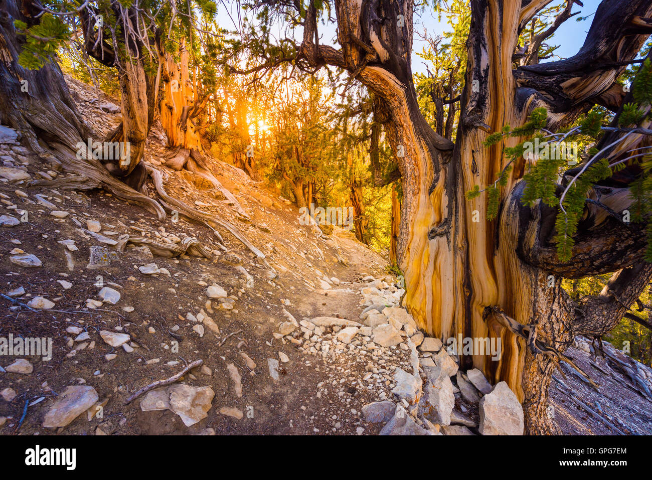 Matusalén Loop Trail cono cerda de bosque de pinos de California Foto de stock