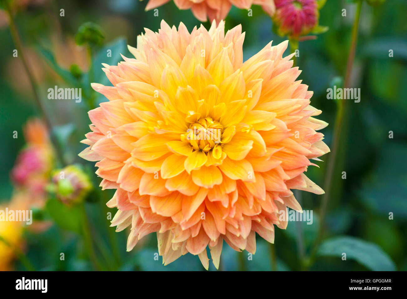 Dalia flores naranjas y amarillas plena floración closeup Foto de stock