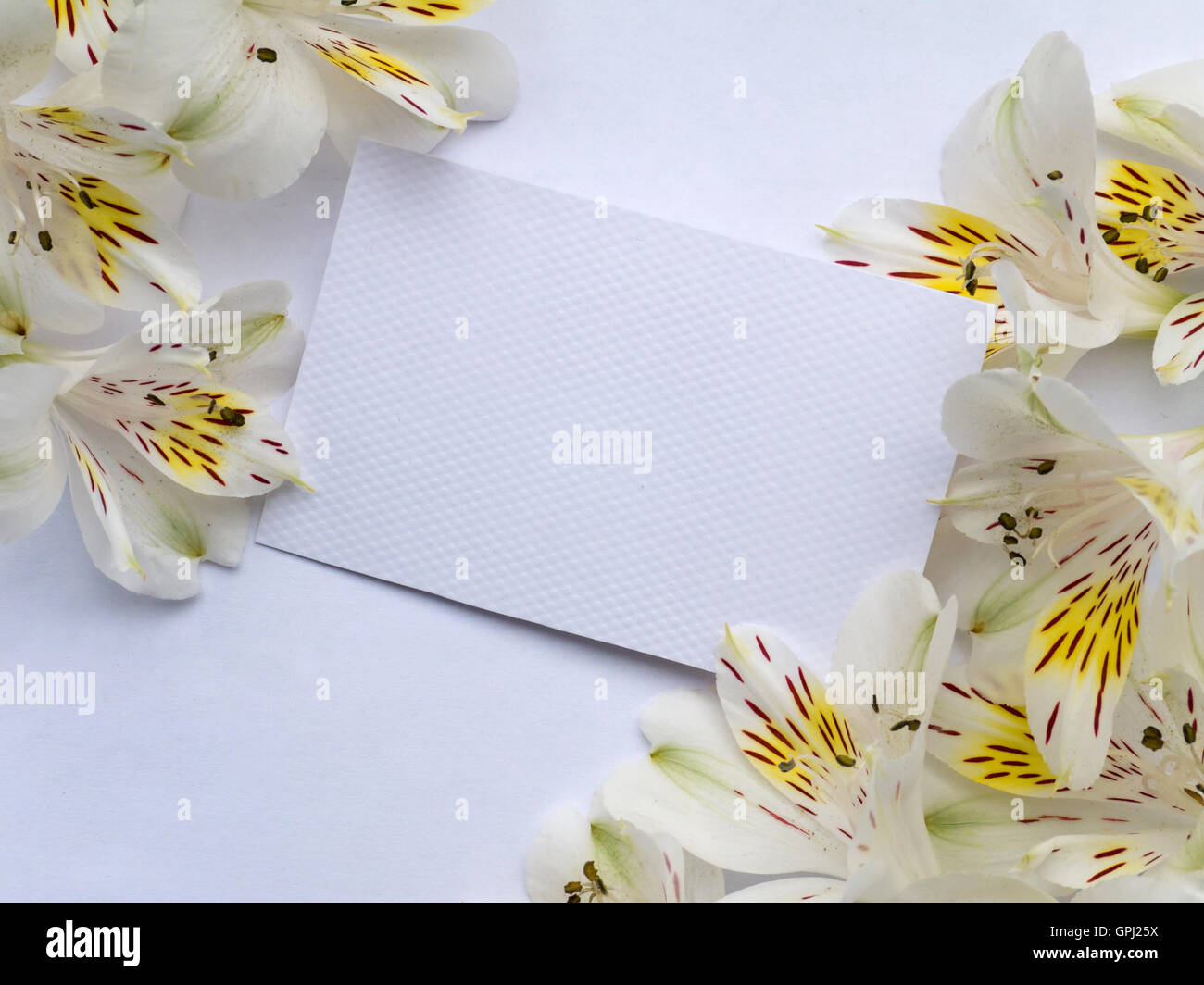 Papel con textura blanca invitación o tarjeta de felicitación con blanco alstroemeria flores en las esquinas. Foto de stock