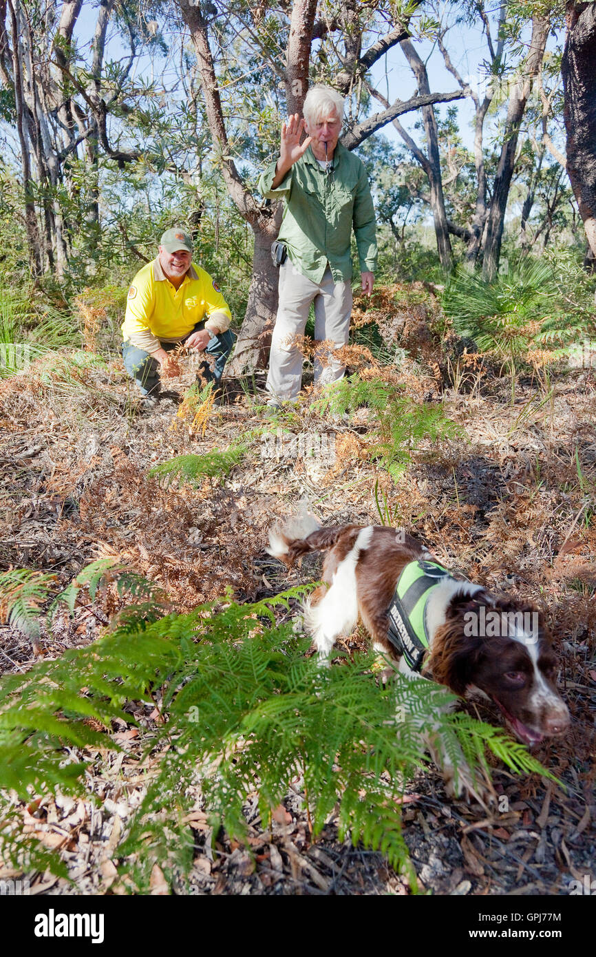 Adiestrador de Perros, Steve Austin y guardabosques de Parques y Vida Silvestre de NSW, Russell pared con animales salvajes, perros detectores de perno. Nación Black Rock Foto de stock