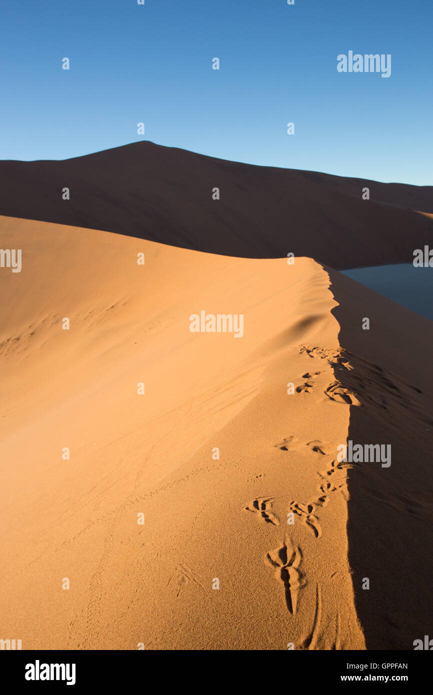Pistas de lagarto en una duna de arena Foto de stock