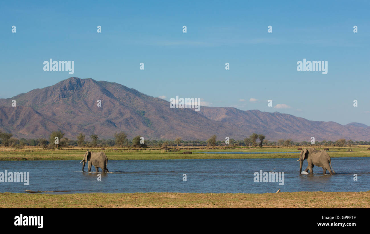Toros de elefante africano (Loxodonta africana) cruzando el agua Foto de stock