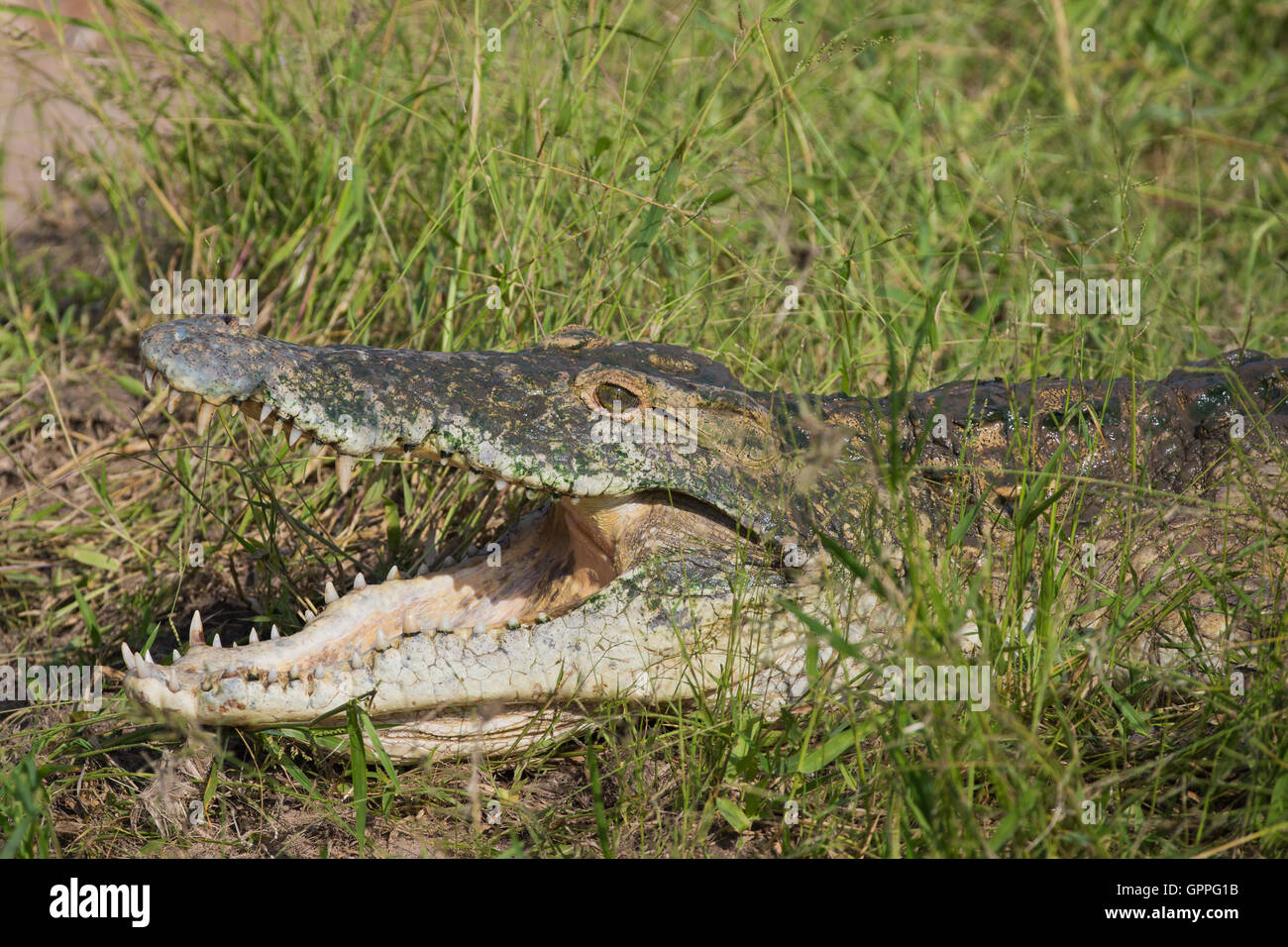 Retrato de cocodrilo del Nilo (Crocodylus niloticus) peregrino. Foto de stock