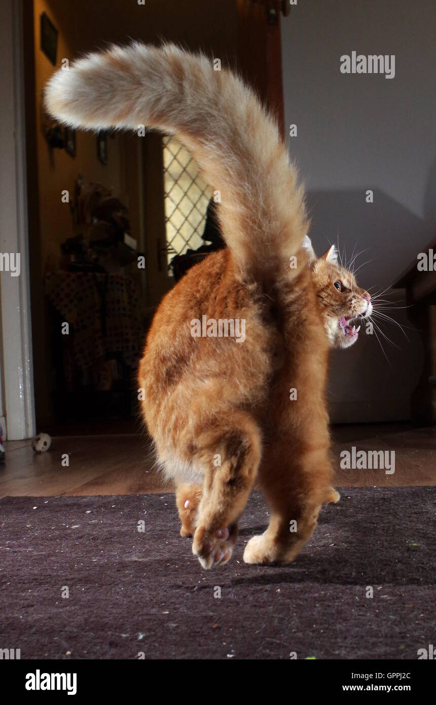 Ginger cat con actitud Foto de stock