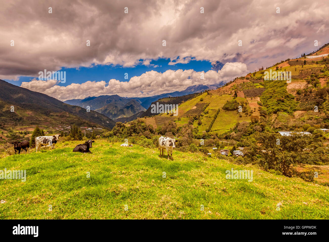 Las vacas que pastan en un prado verde, la irrupción de la nube de cenizas del volcán Tungurahua, en el fondo, Ecuador, Sudamérica Foto de stock