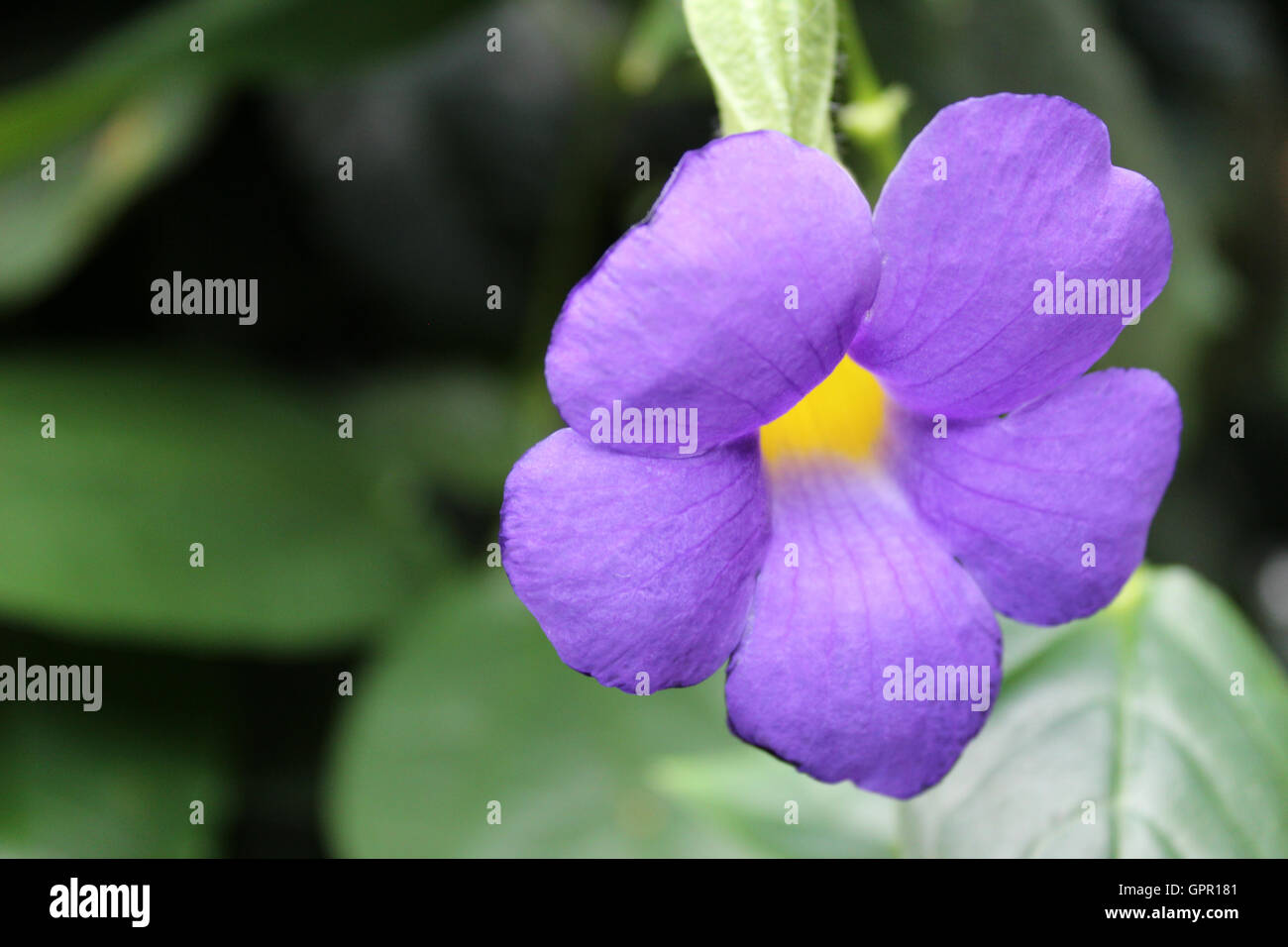 Flor morada con centro amarillo fotografías e imágenes de alta resolución -  Alamy