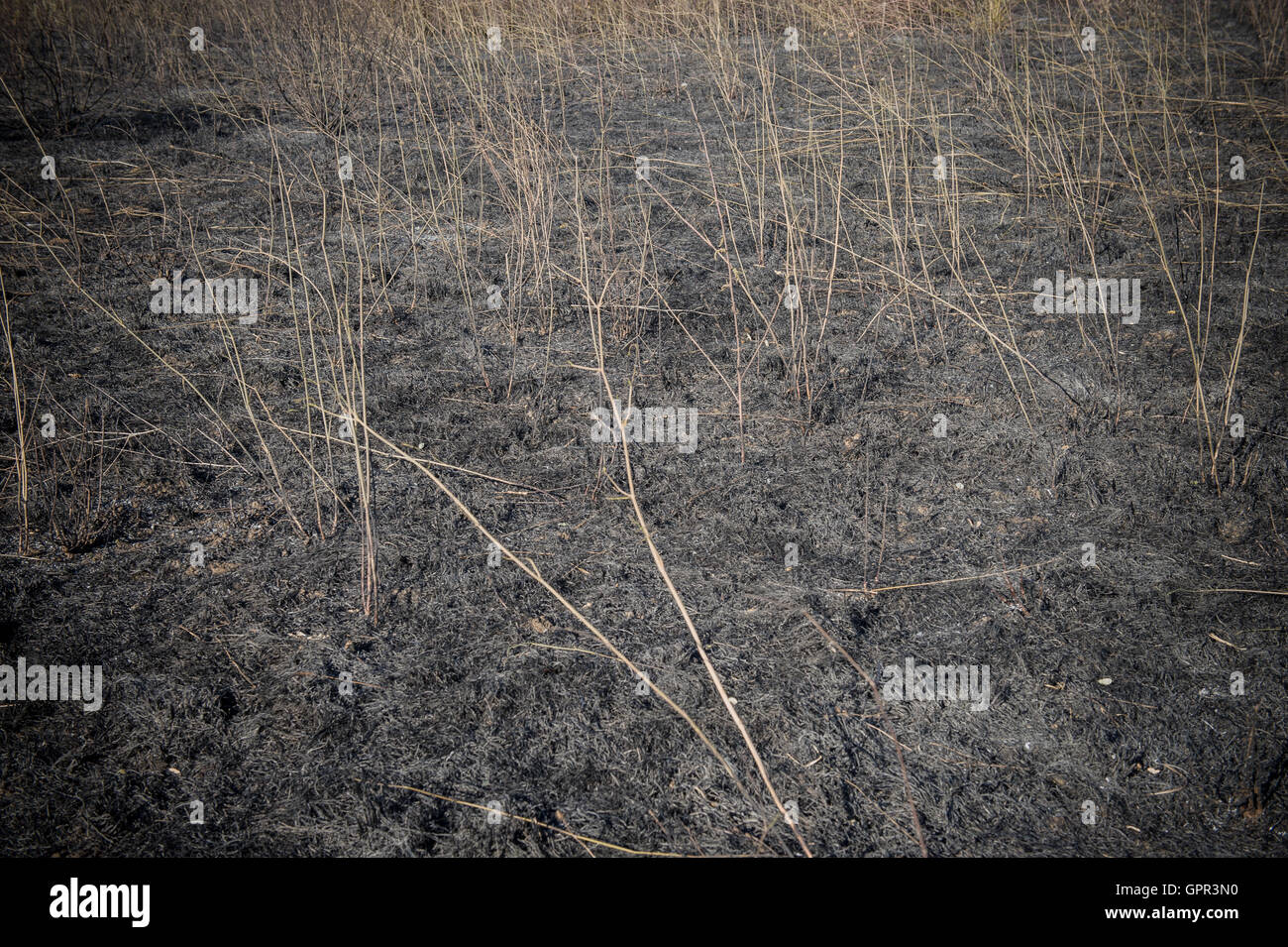 Campo quemado y tierra quemada tras el incendio blaze detalle Foto de stock