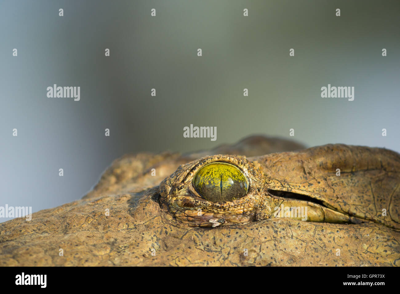 Cerca de los ojos de un cocodrilo del Nilo (Crocodylus niloticus) Foto de stock