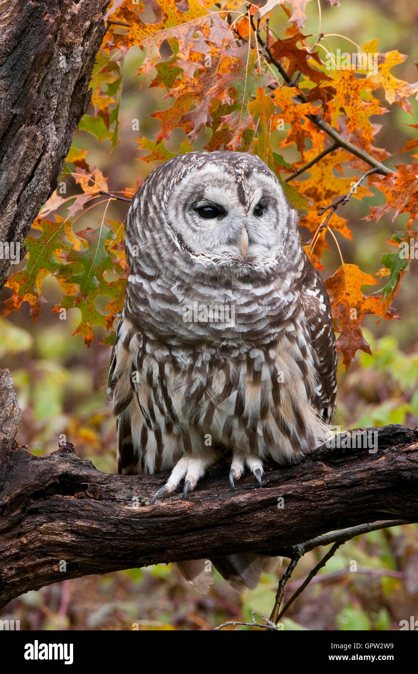 Prohibido Owl (Strix varia) en otoño e EE.UU. Foto de stock