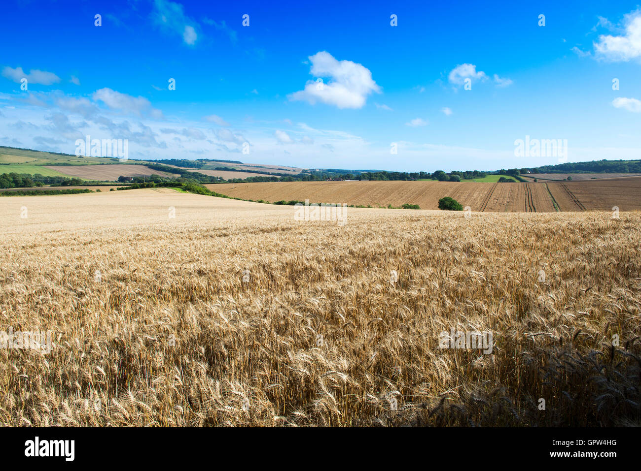Listo para cosechar trigo maduro en tierras de cultivo, al este de la aldea de Berwick, East Sussex, Reino Unido Foto de stock