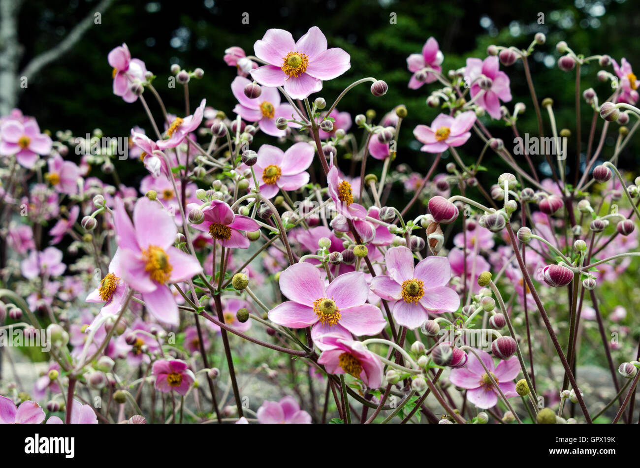 Rosa anémonas en una tarde de verano, el jardín de la isla de Mount Desert, Maine. Foto de stock