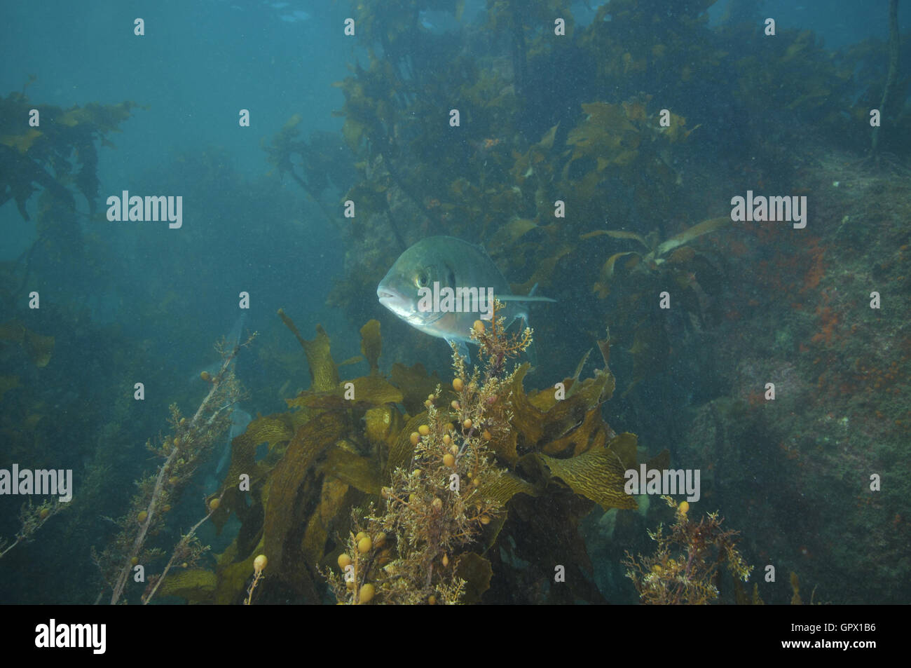 Trevally adultos escondidos en aguas someras bosque kelp Foto de stock