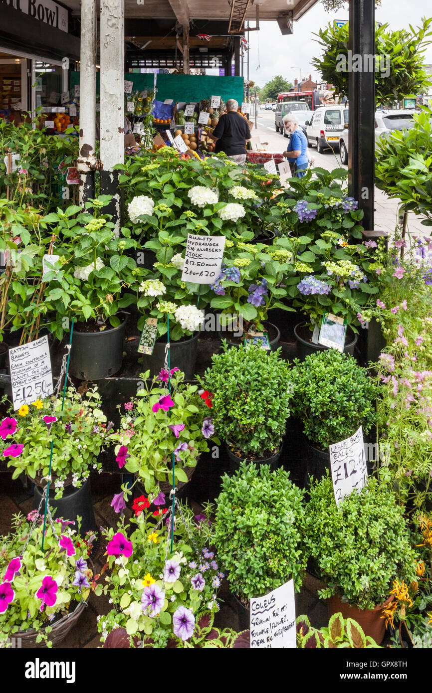 Las plantas en venta en una tienda de High street, Inglaterra, Reino Unido. Foto de stock