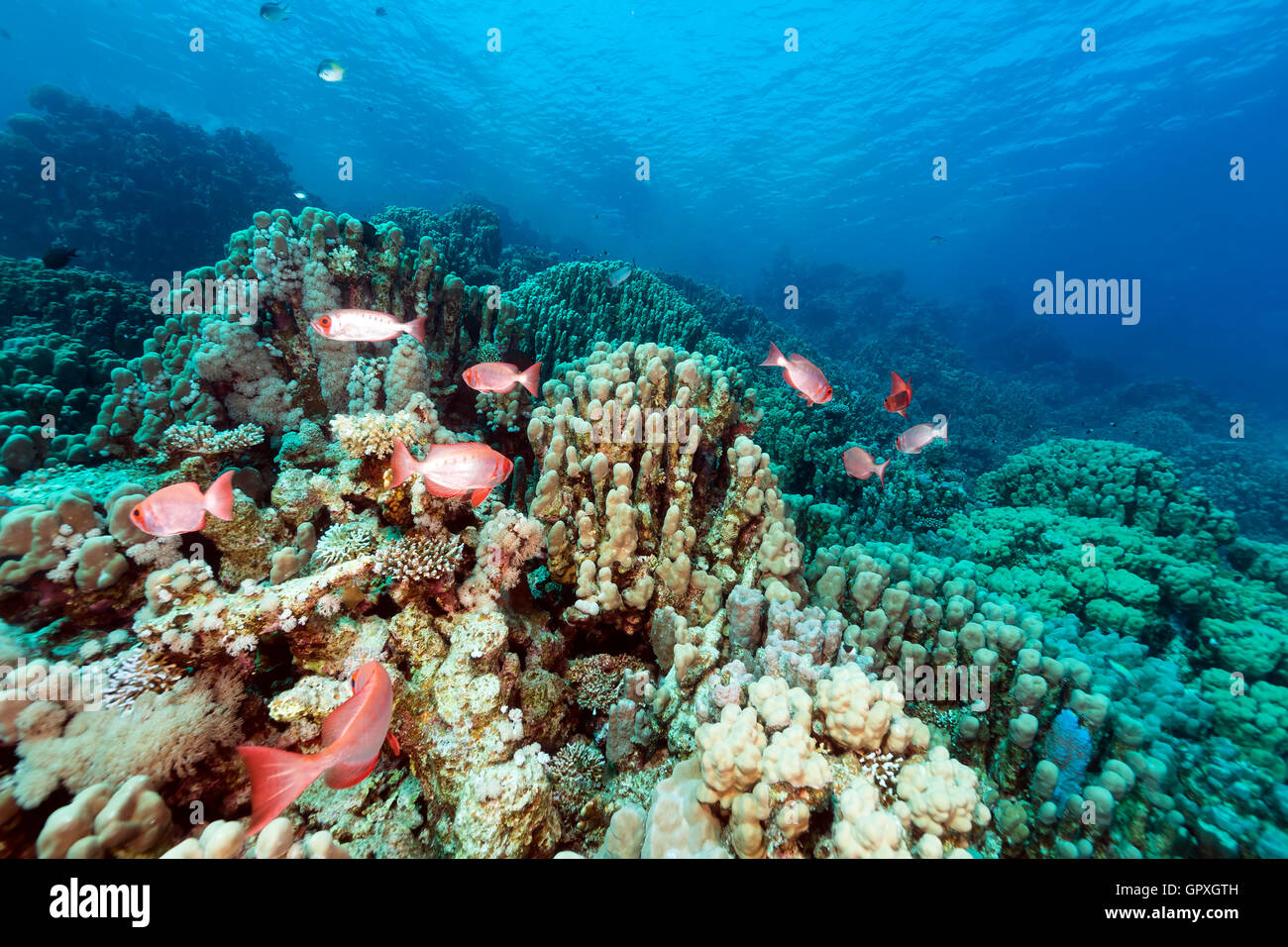 Cola de media luna bigeyes y