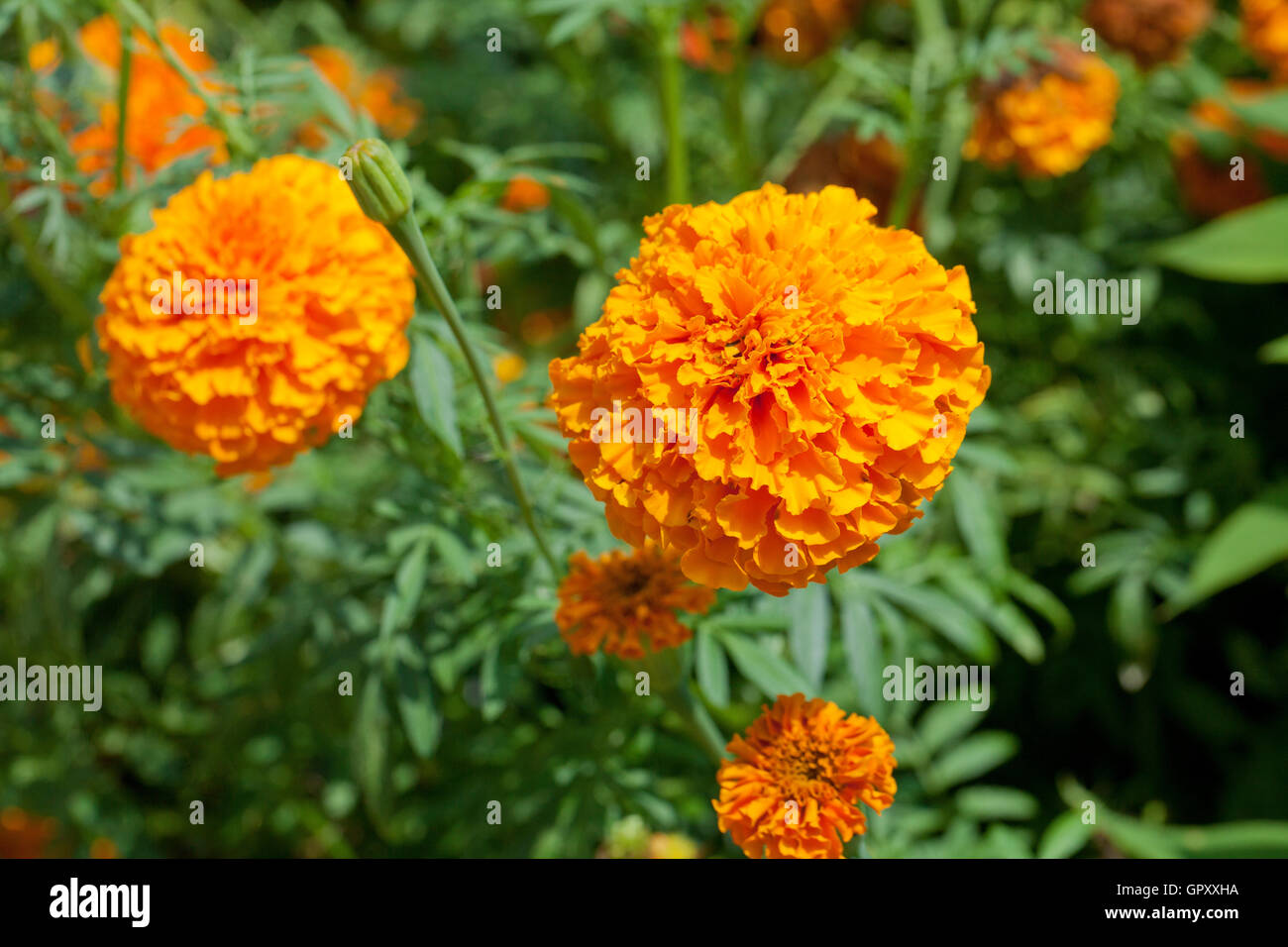 Flores de caléndula en el jardín - EE.UU. Foto de stock