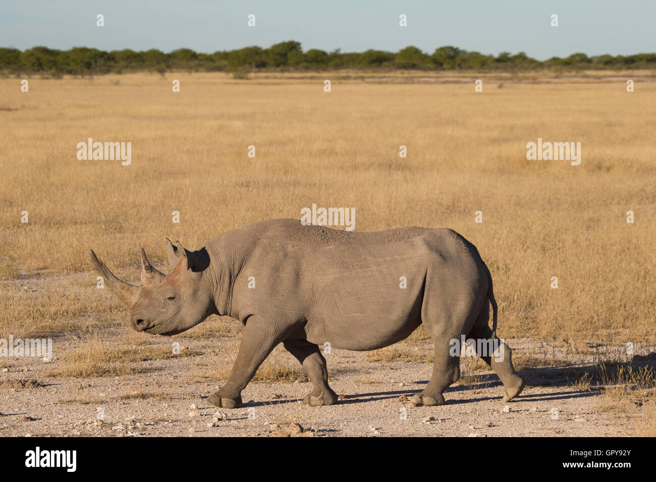 Vista lateral de un rinoceronte negro (Diceros bicornis) caminando Foto de stock