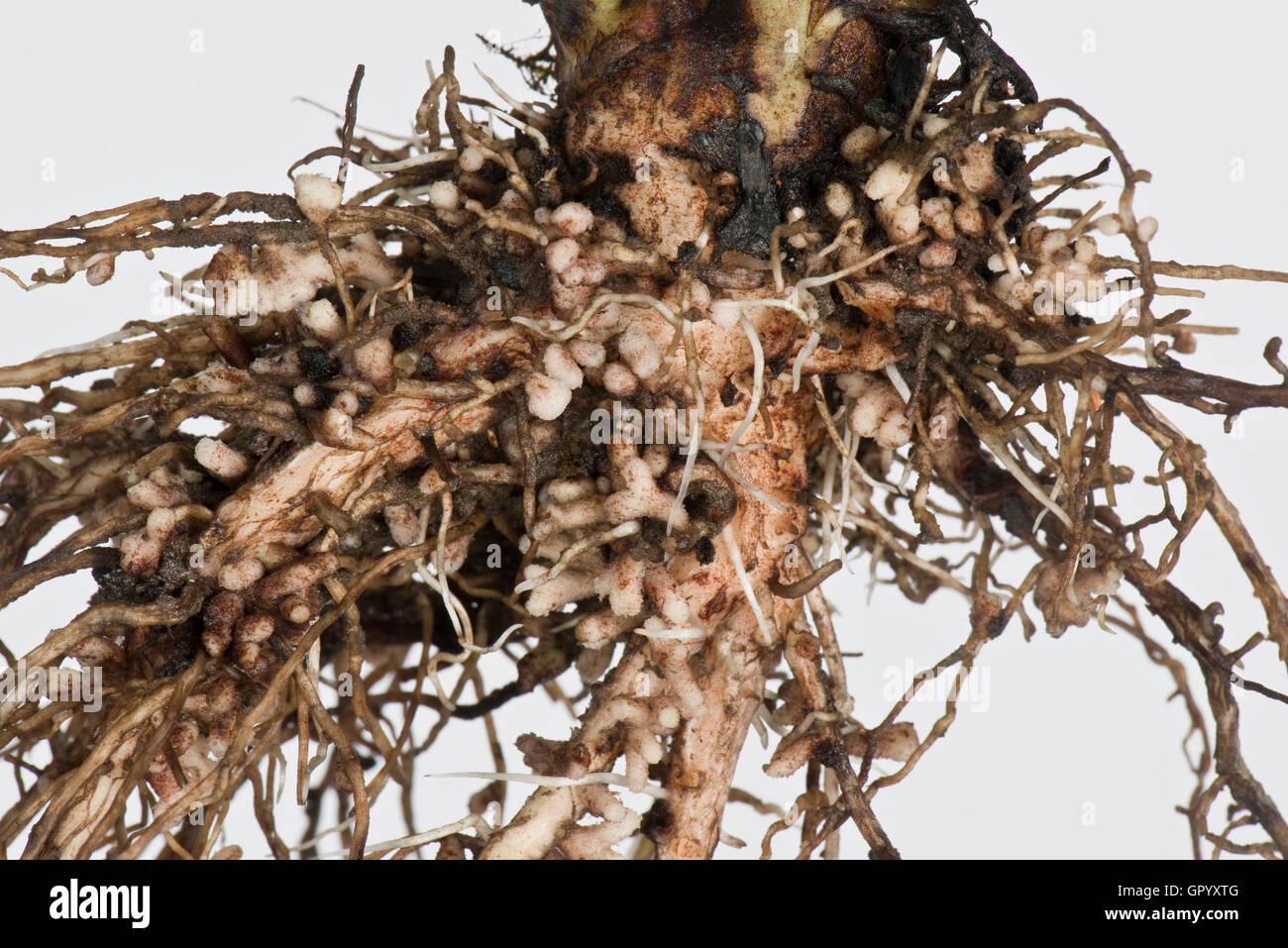 Nódulos de raíz para la fijación del nitrógeno formados por bacterias del género Rhizobium en las raíces de una amplia planta de frijol Foto de stock