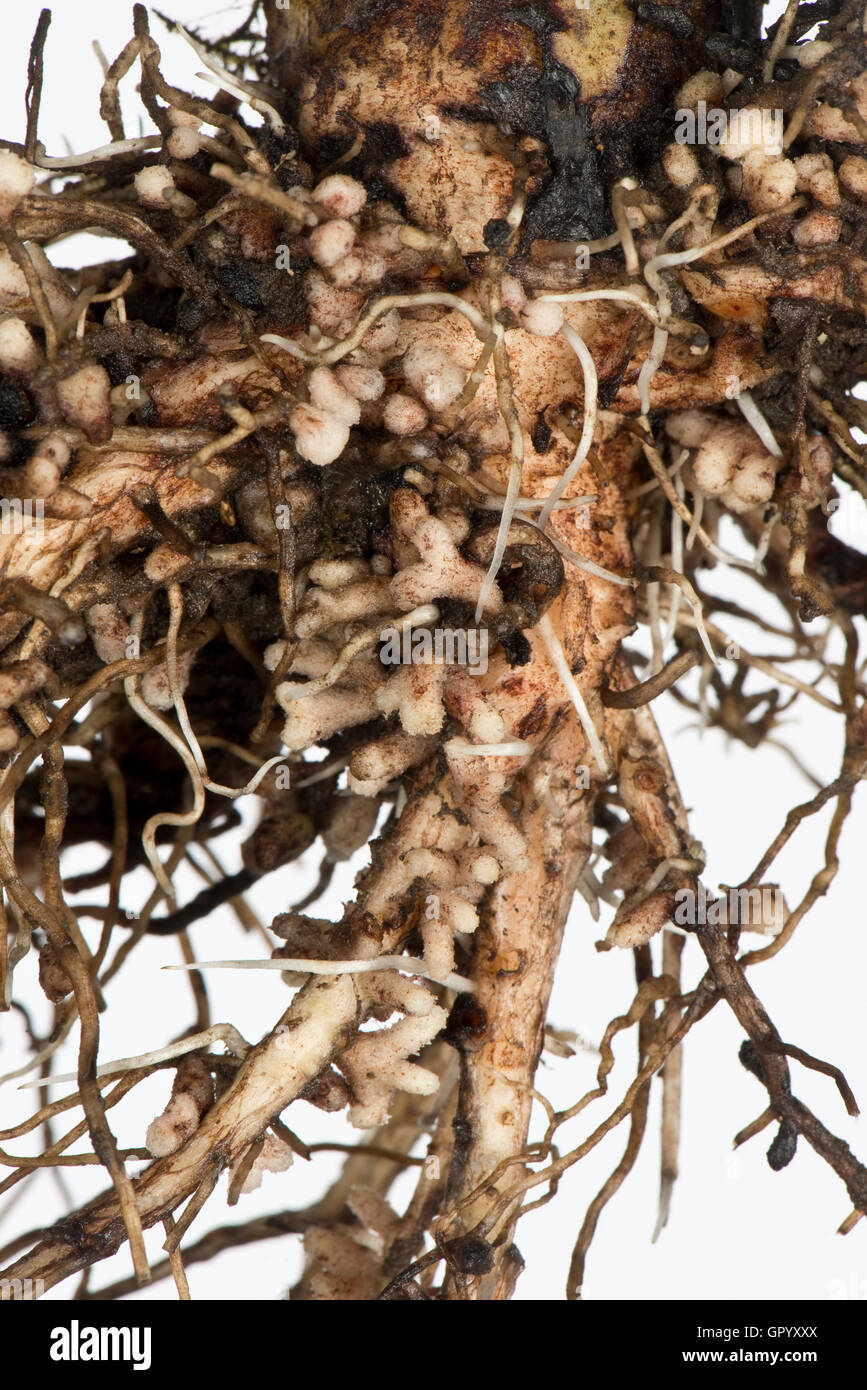 Nódulos de raíz para la fijación del nitrógeno formados por bacterias del género Rhizobium en las raíces de una amplia planta de frijol Foto de stock