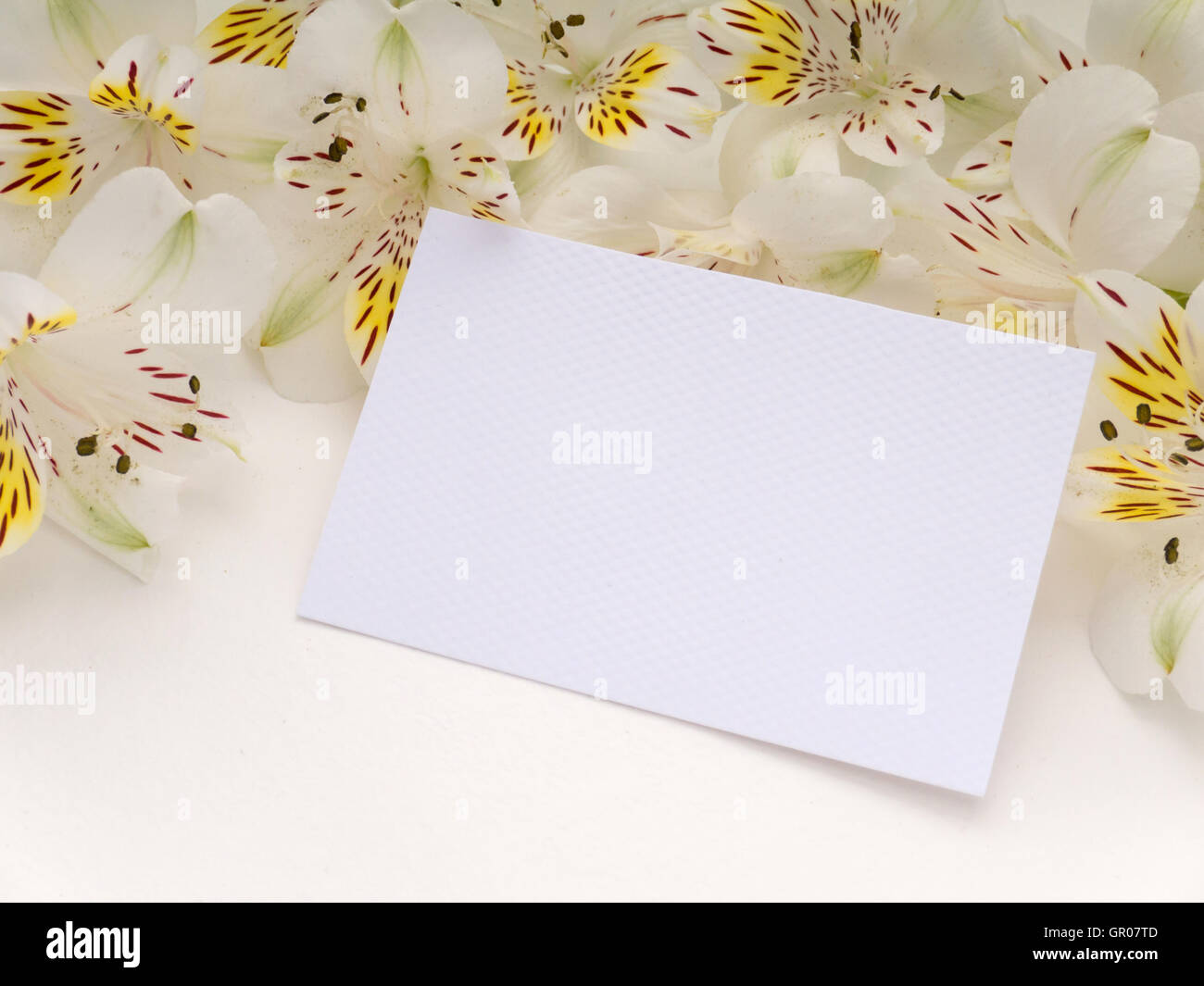 Tarjeta de felicitación de papel con textura blanca con flores de Alstroemeria blanca Foto de stock